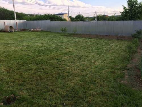 Can I Mow Wet Grass with a Trimmer