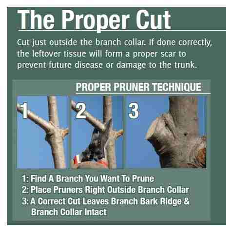 properly, trim, trunk, tree