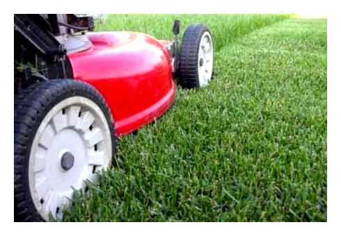 grass, properly, trimmer, tips, mowing