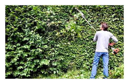 best, telescopic, hedge, trimmers