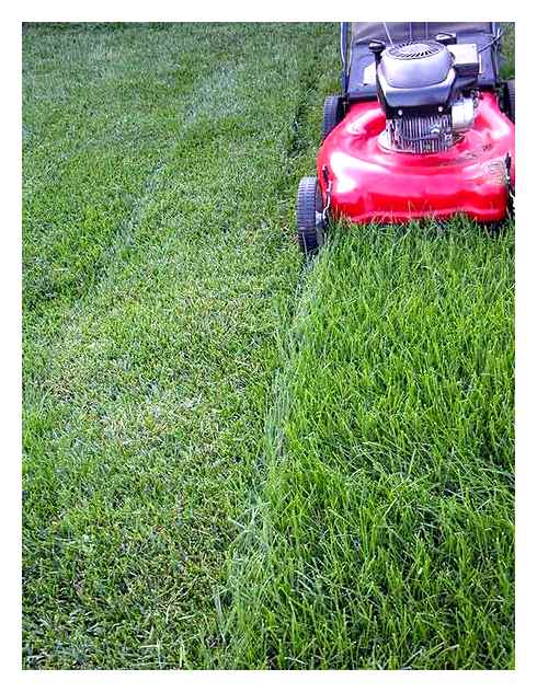dimensions, lawn, mower, grass, cutting, height