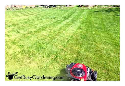 riding, mower, leaves, lines, common, lawn